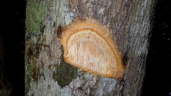 Image of Agonandra silvatica Ducke