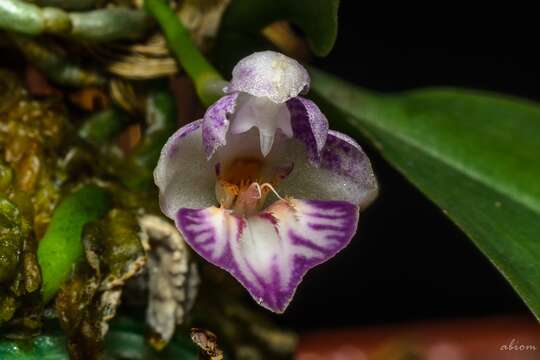 Image of Phalaenopsis appendiculata Carr