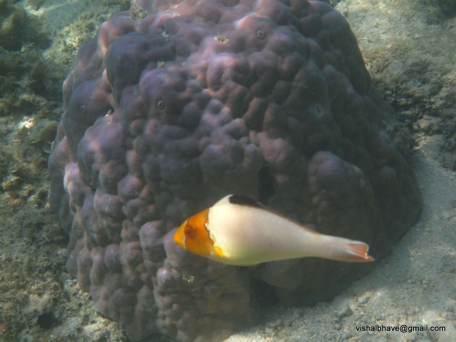 Image of Bicolour Parrotfish