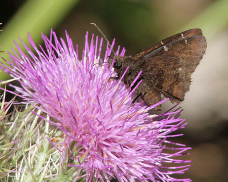 Image of Northern Cloudywing