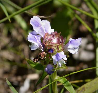 Image of common selfheal