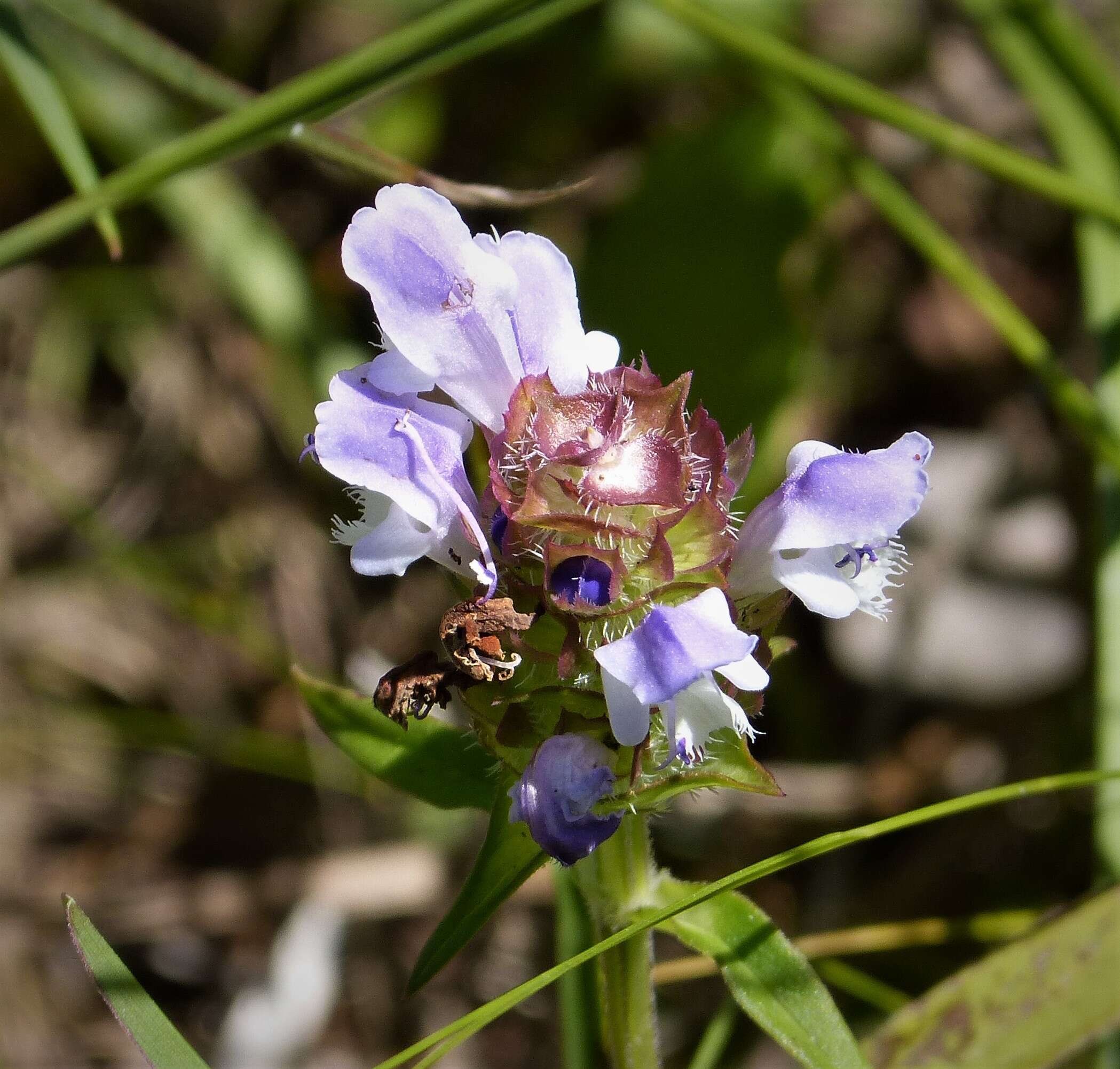 Image of selfheal