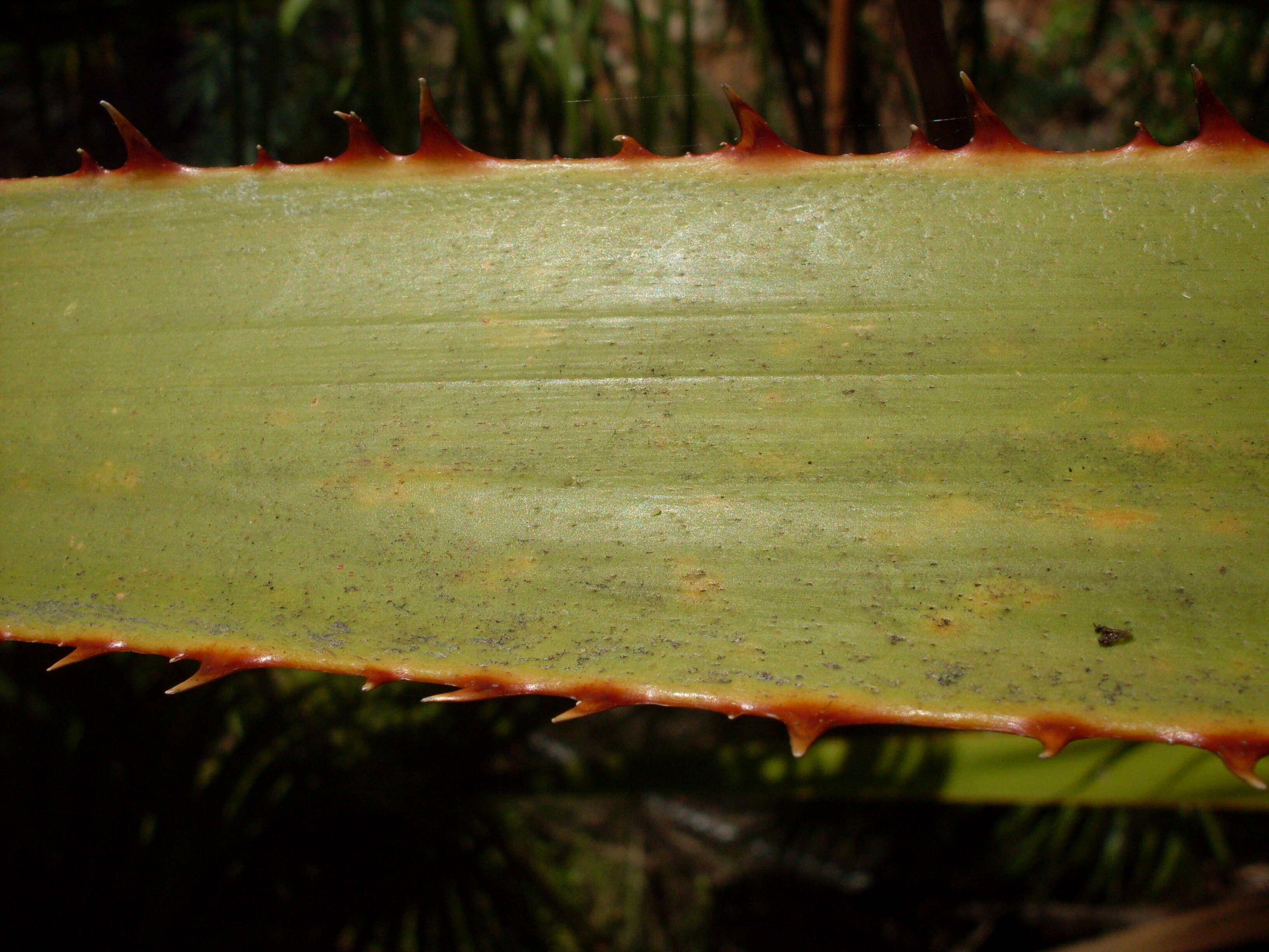 Image of fan palm