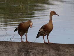 Image of Grass Whistling Duck