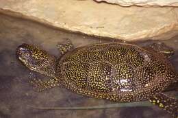 Image of Black-breasted Leaf Turtle