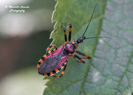 Image de Rhynocoris Hahn 1834