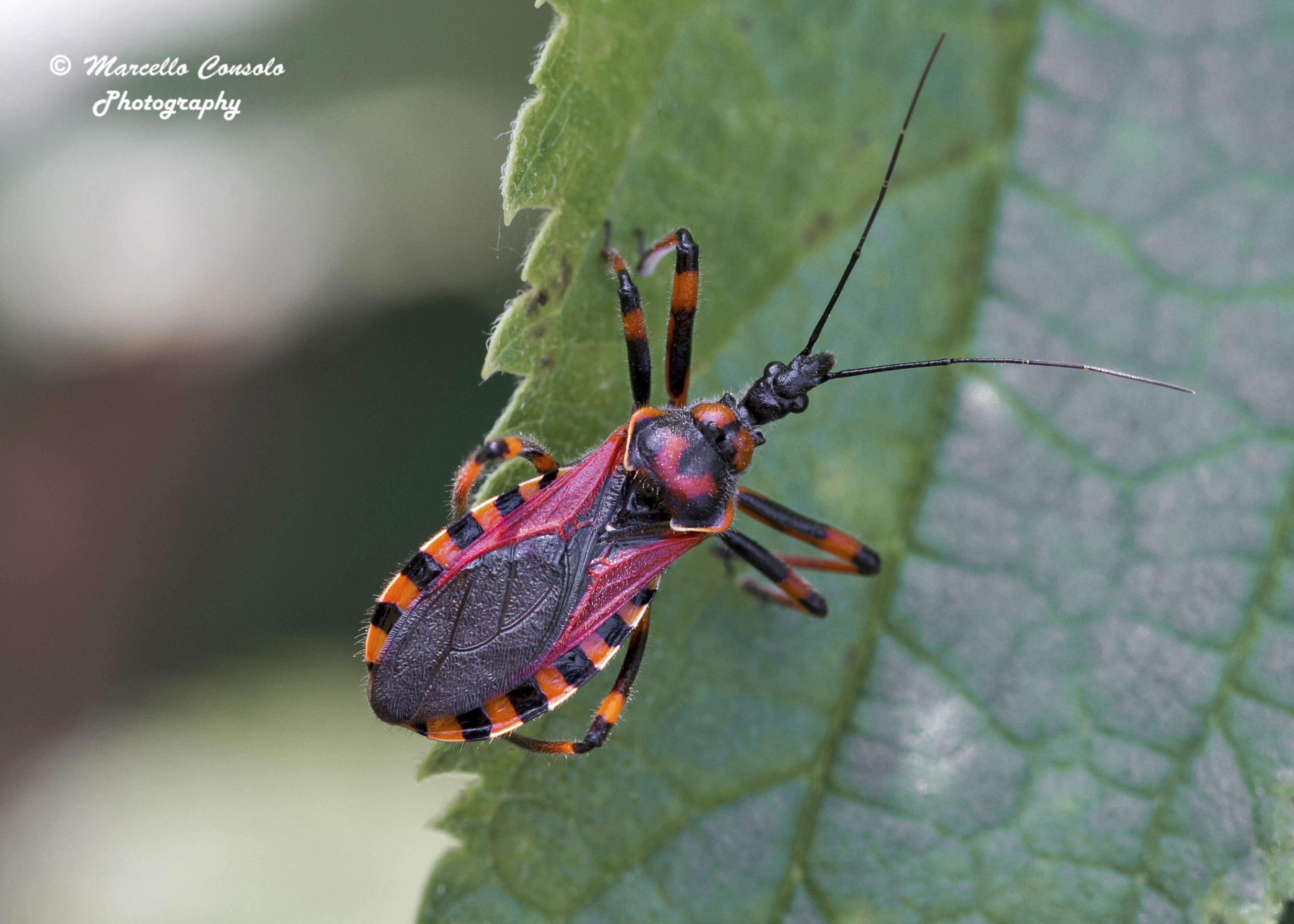 Image of Rhynocoris Hahn 1834