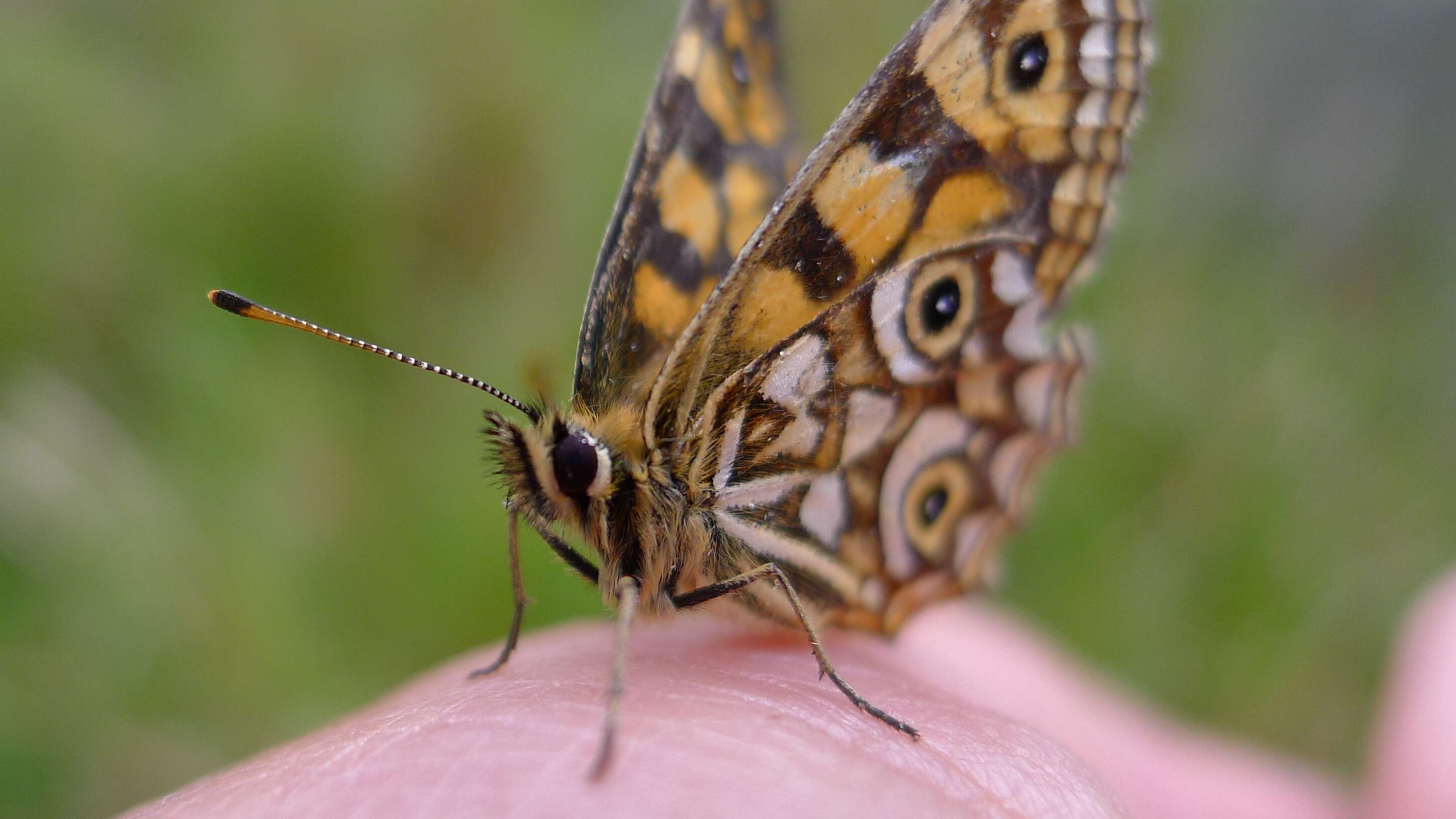 Image of Lepidoptera