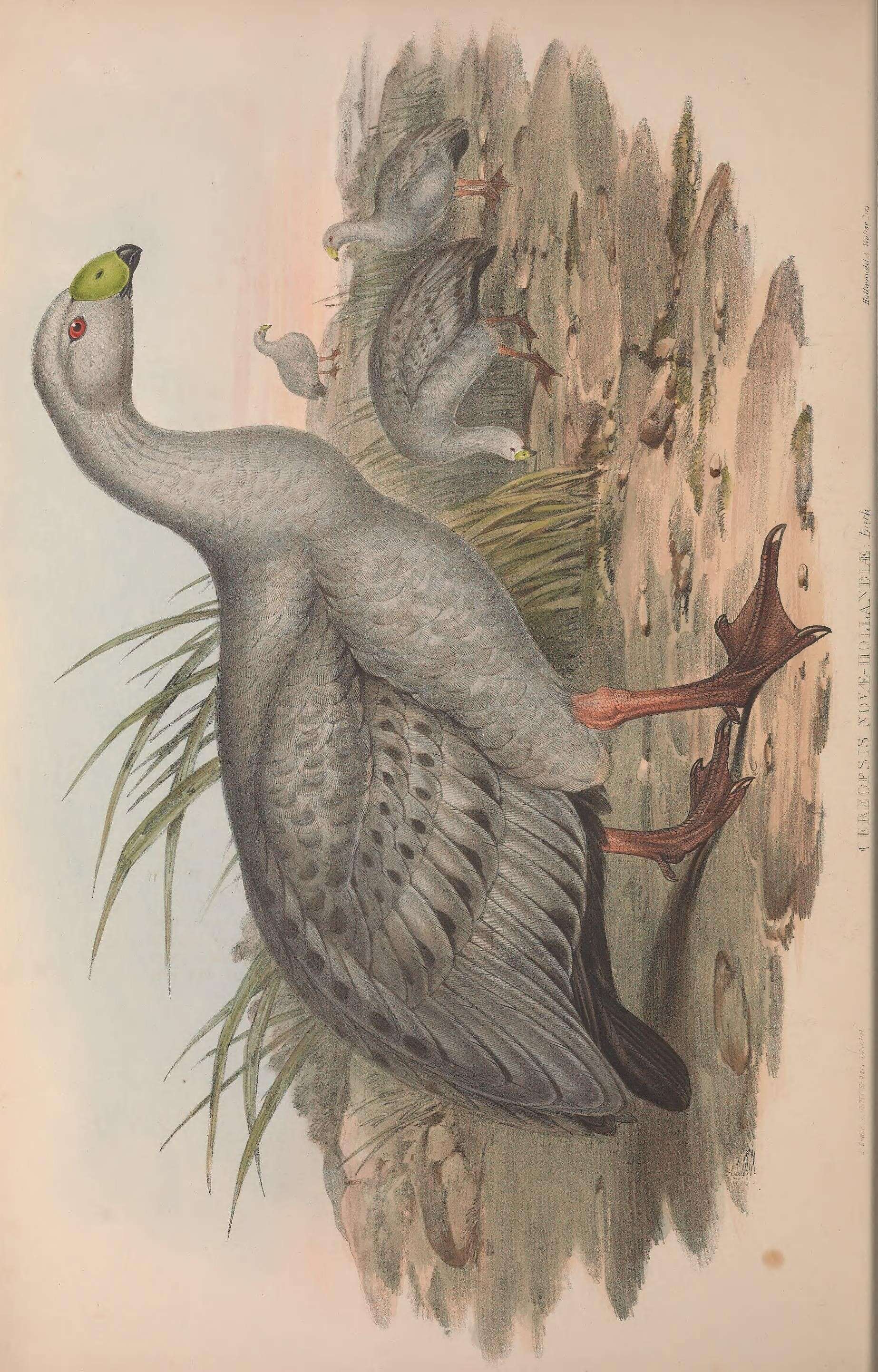 Image of Cereopsis Latham 1801
