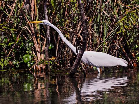 Image of Great Egret