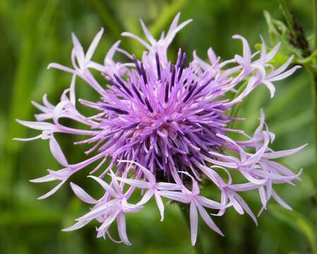 Centaurea montana L. resmi