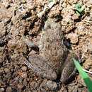Image of Asian Grass Frog