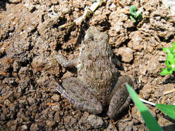 Image of Asian Grass Frog