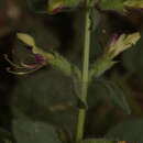 Image of Teucrium resupinatum Desf.