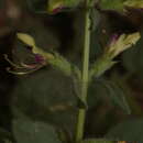 Image de Teucrium resupinatum Desf.