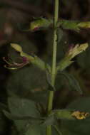 Image of Teucrium resupinatum Desf.