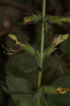 Image de Teucrium resupinatum Desf.