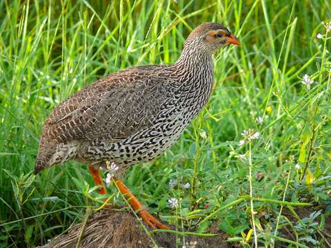 Image of Heuglin's Spurfowl