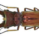Image of Cyclommatus cupreonitens Boileau 1901