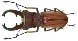 Image of Cyclommatus