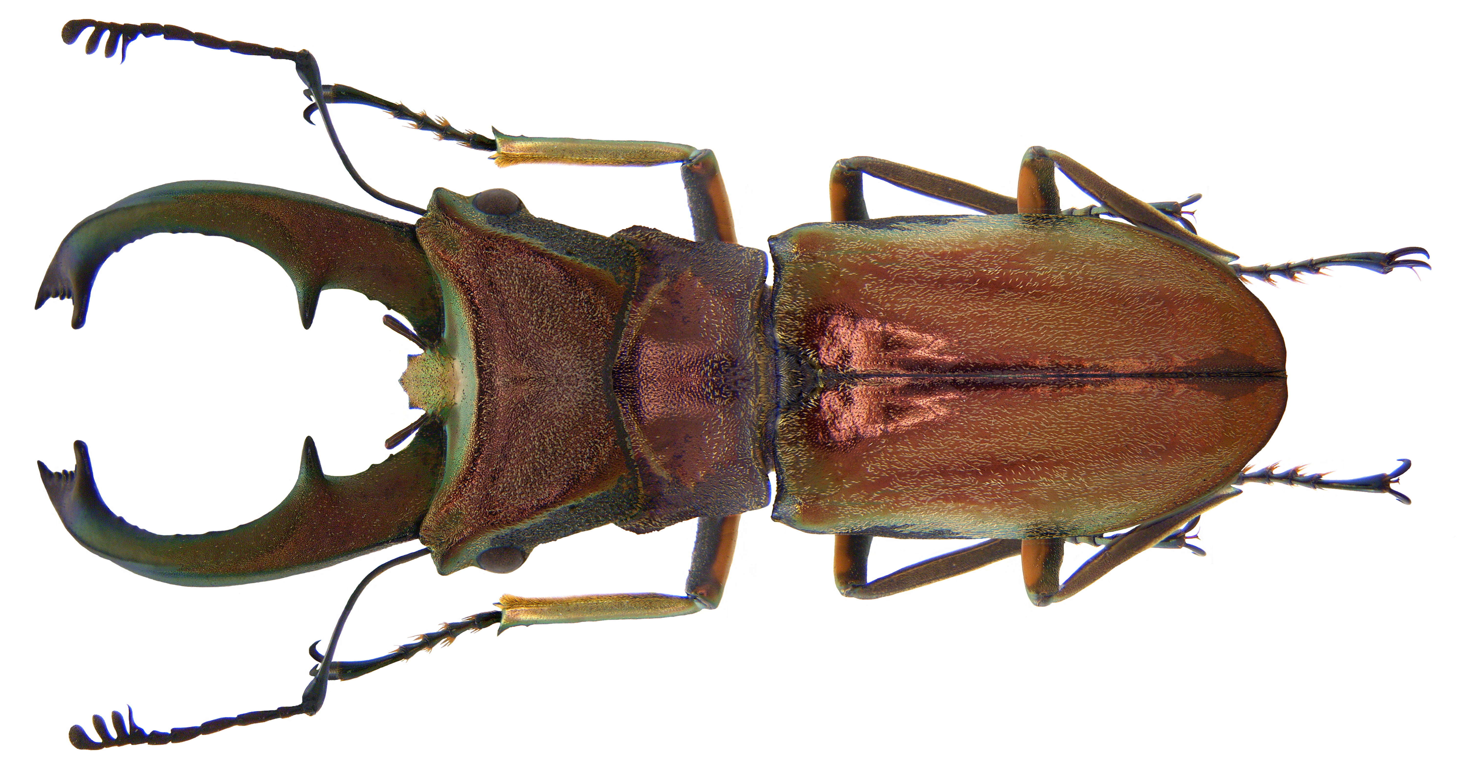 Image of Cyclommatus