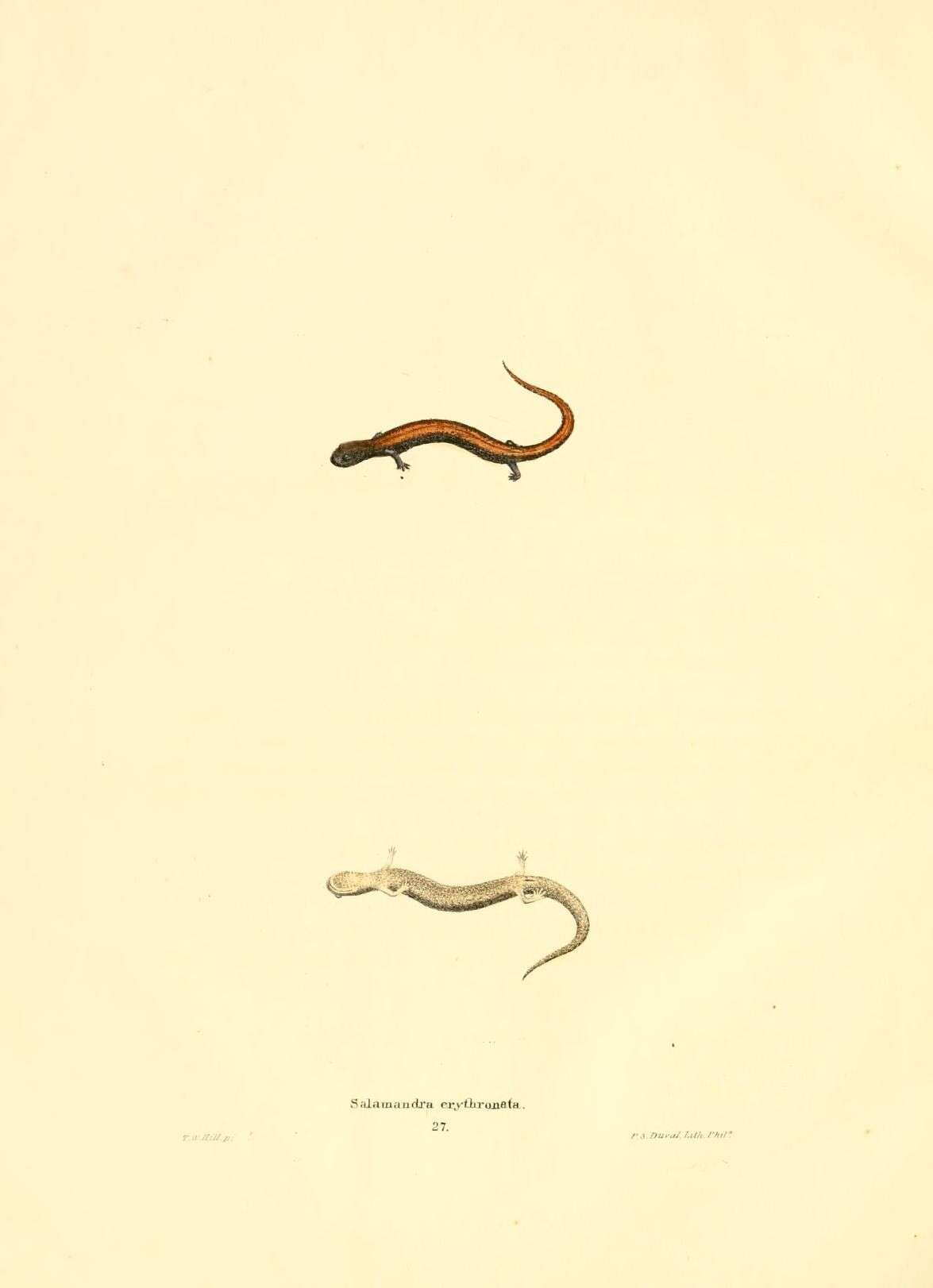 Image of Salamandra erythronata