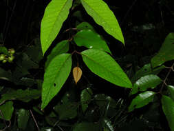 Image de Vismia baccifera (L.) Triana & Planchon