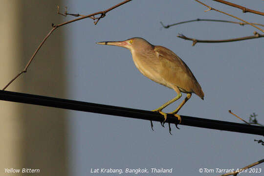 Image of Yellow Bittern