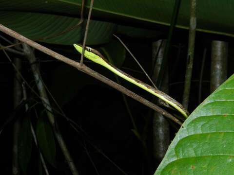 Image of Brown vinesnake