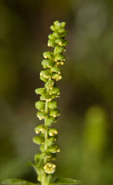 Image of annual ragweed