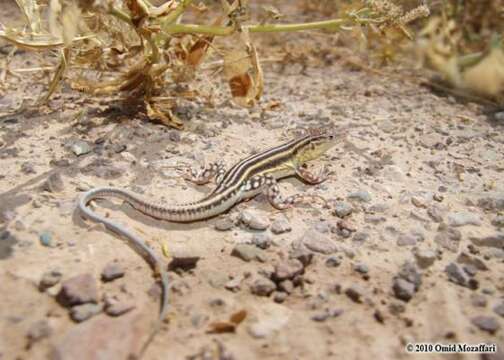 Image of Knox's Ocellated Sand Lizard