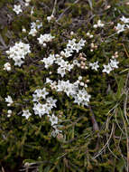 Image of Epacris petrophila Hook. fil.