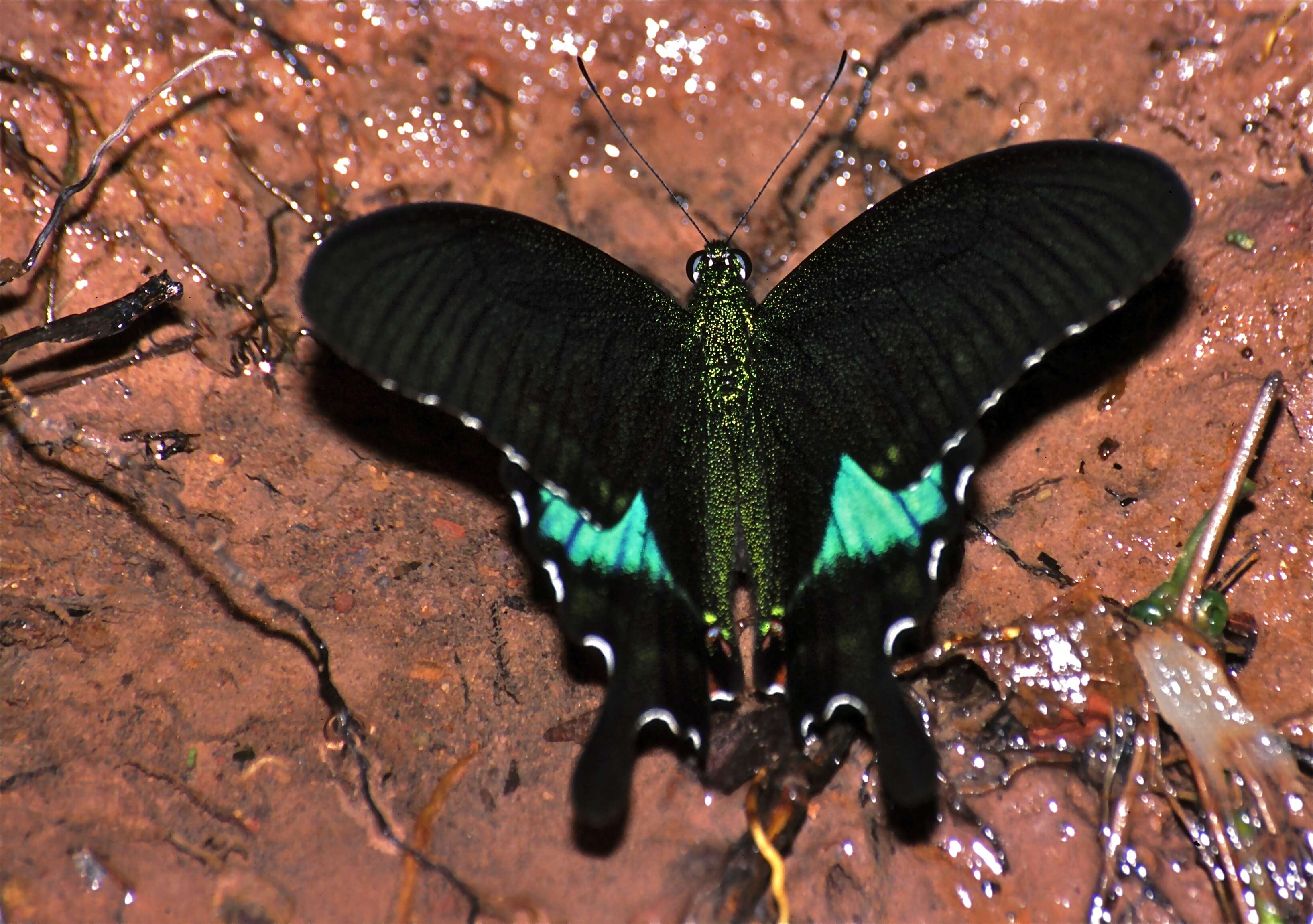 Sivun Papilio paris Linnaeus 1758 kuva