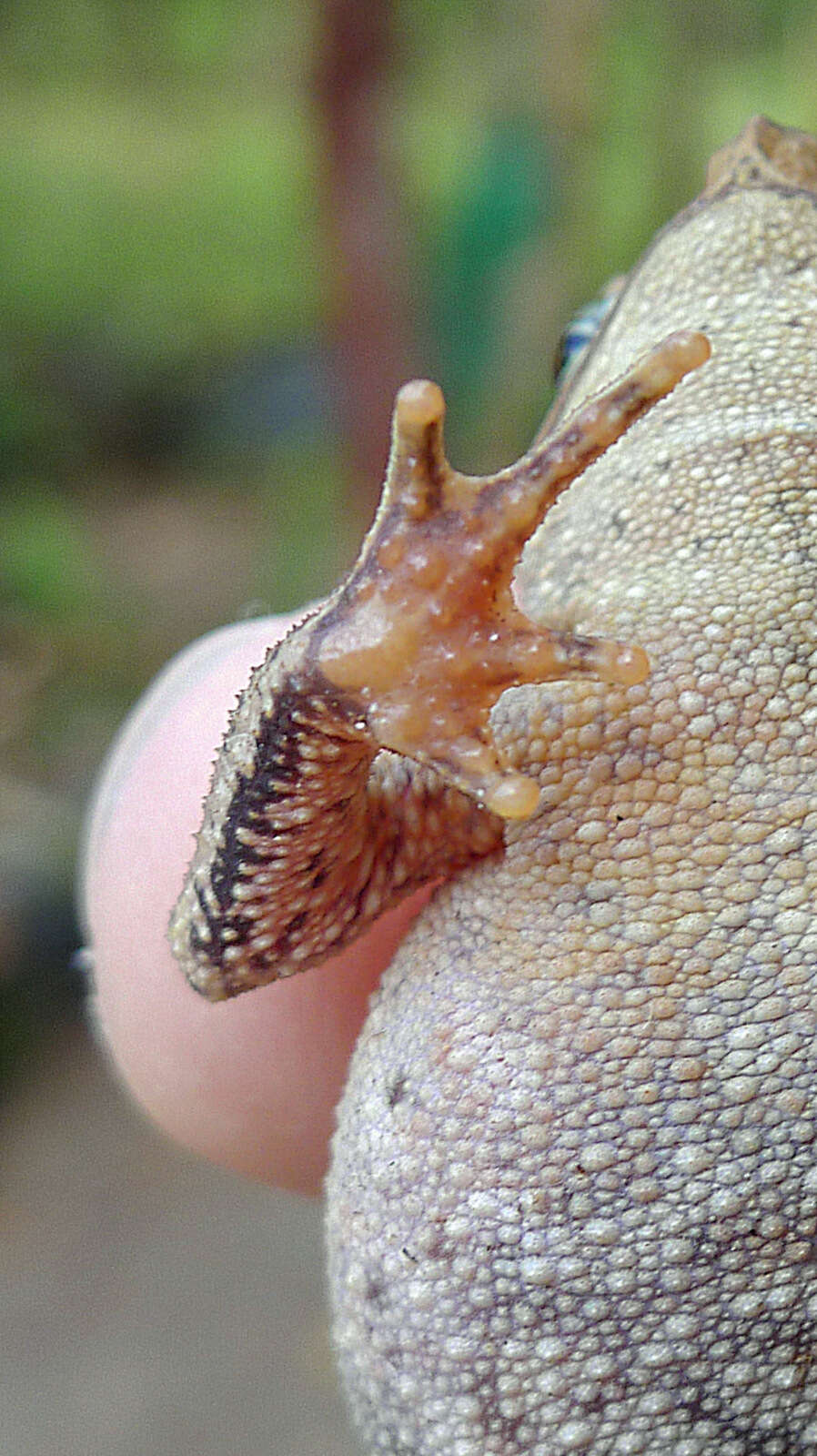 Image of beaked toads