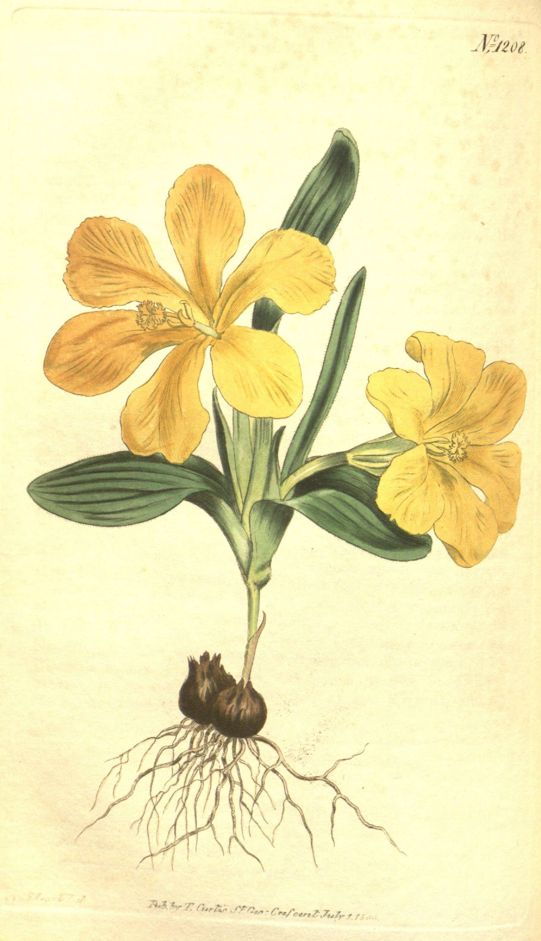 Image of Moraea galaxia (L. fil.) Goldblatt & J. C. Manning