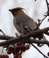 Image of waxwings and relatives