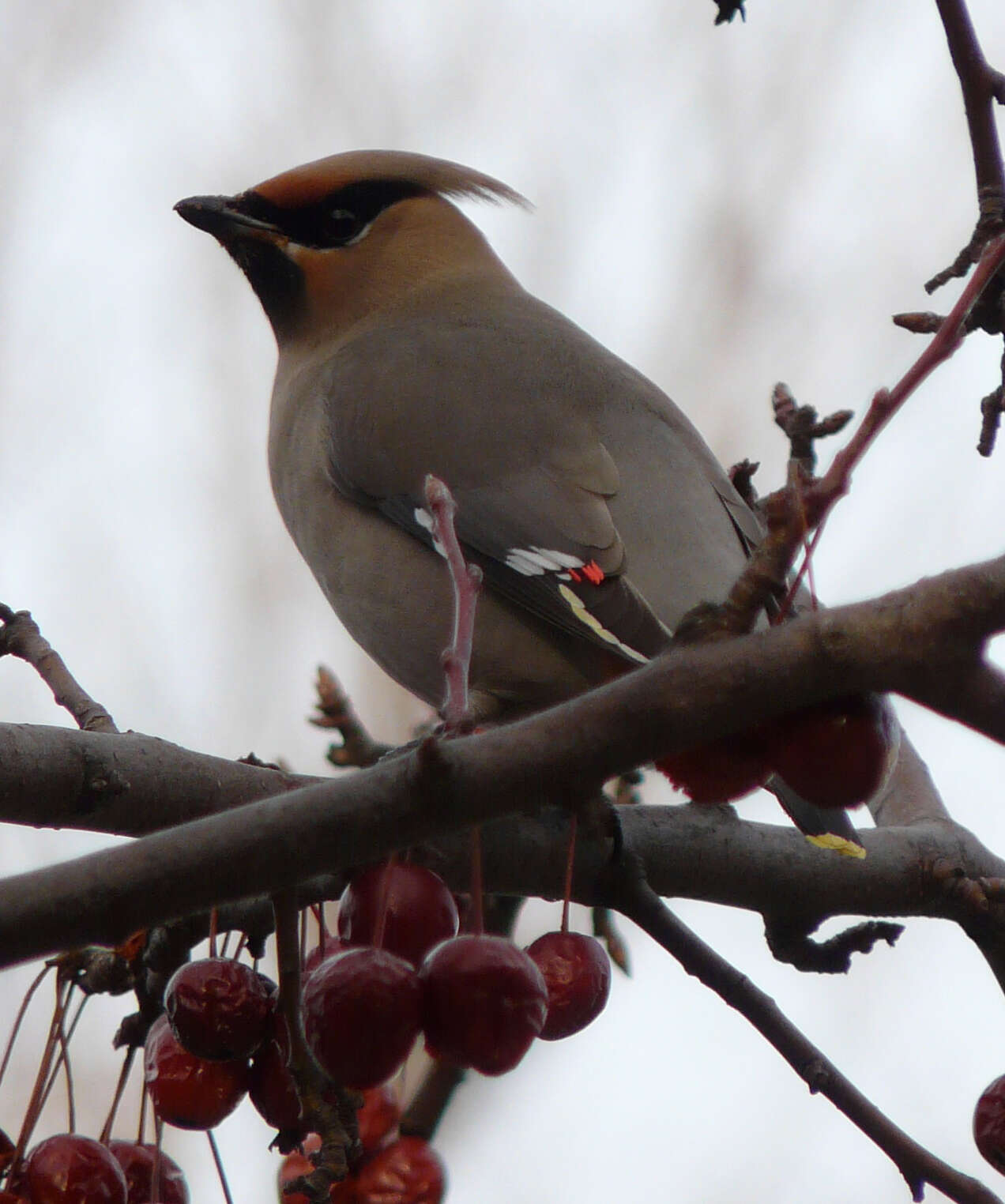 Image of waxwings and relatives