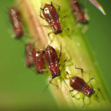 Image of Macrosiphum