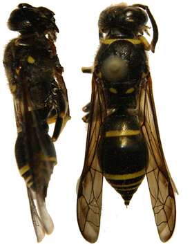 Image of Ancistrocerus