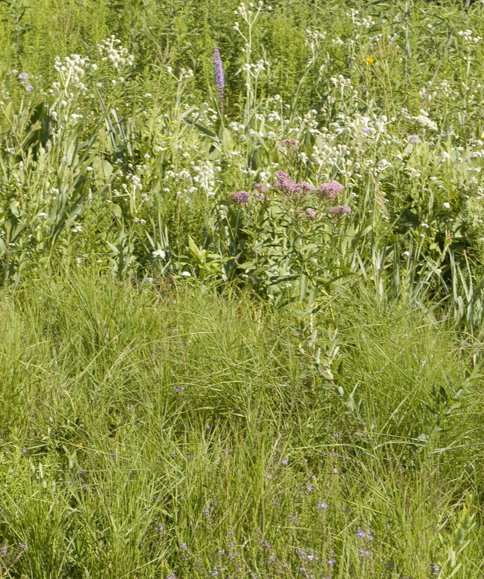 Imagem de Asclepias incarnata L.