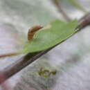 Image of alder bud moth