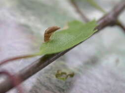 Image of casebearer moths