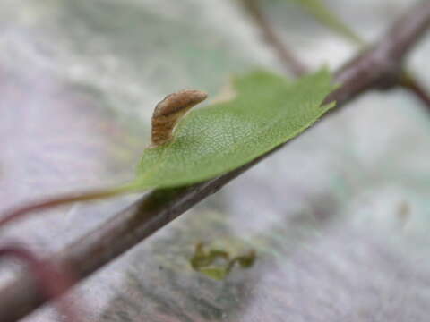 Image of alder bud moth