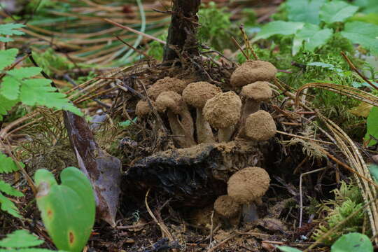 Image of Powdery Piggyback mushroom