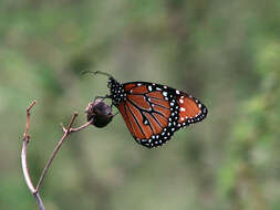 Sivun Danaus (Anosia) gilippus Cramer 1775 kuva