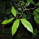 Image of Calliandra grandifolia P. H. Allen