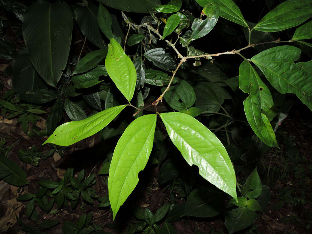 Image of Calliandra grandifolia P. H. Allen