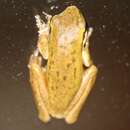 Image of Eastern Dwarf Tree Frog