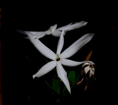 Plancia ëd Jasminum