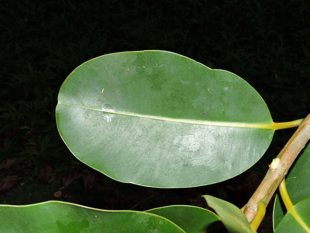 Image of calophyllum